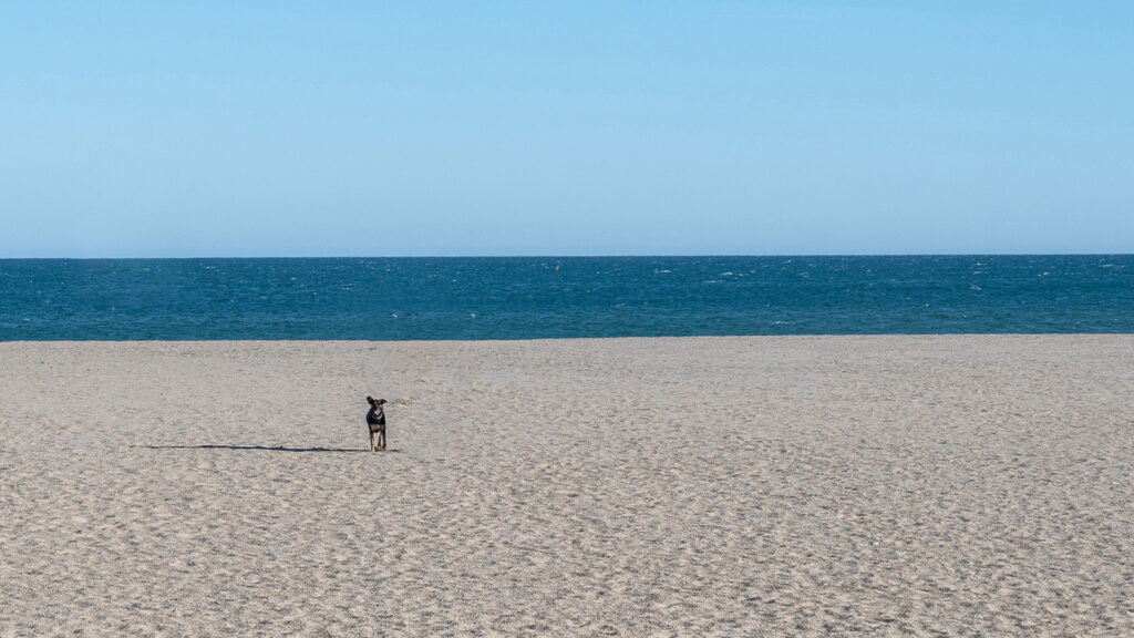 Nala devant l'immensité
