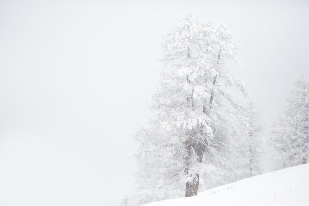Sous la neige