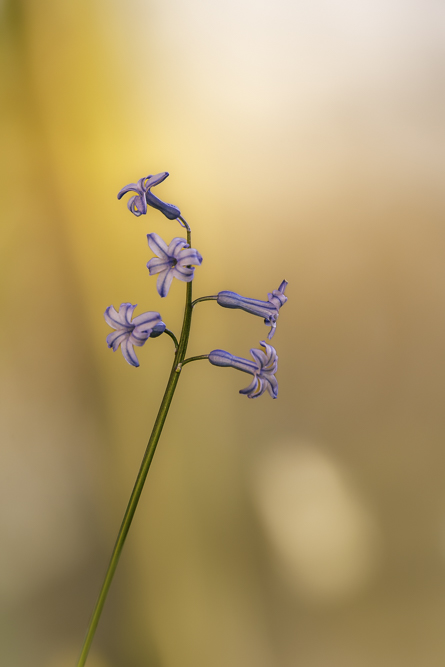 solitaire