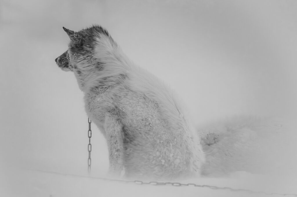 Solitude