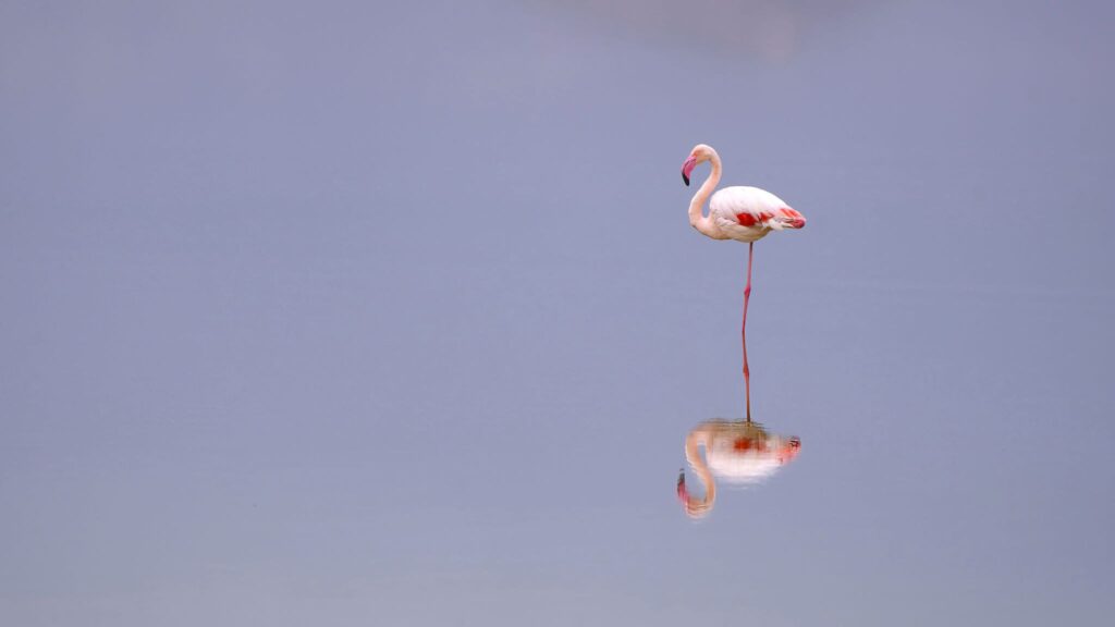 Flamant rose