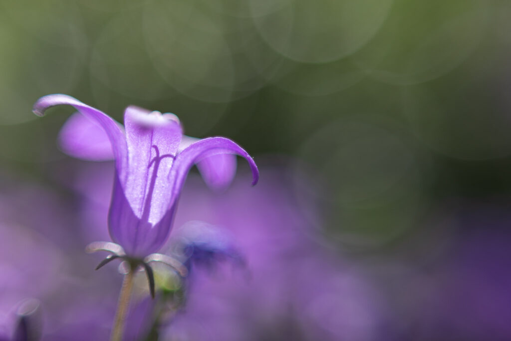 Élégance violette en éclosion