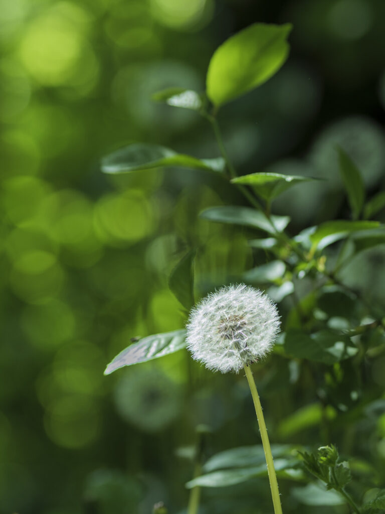 Sous-bois