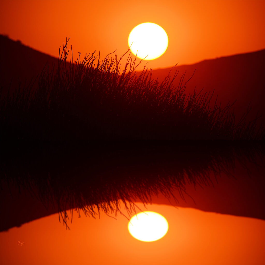 Mon soleil pubien