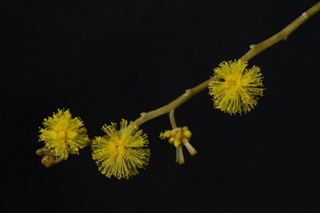 Mimosa en toute simplicité
