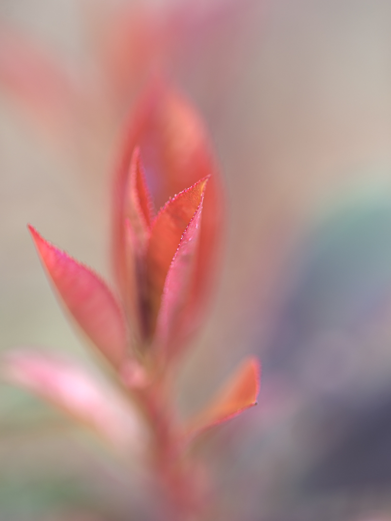 Fleurs du jardin