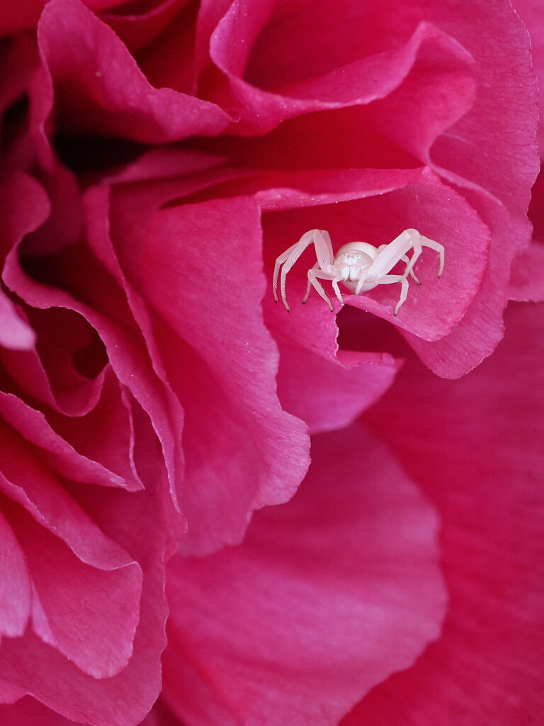L'araignée crabe