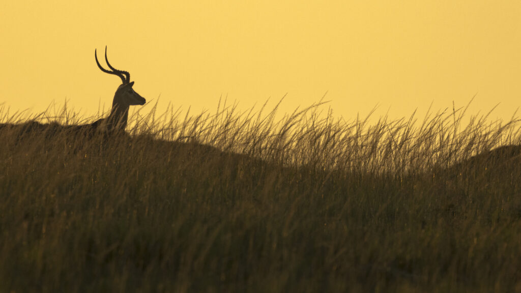 Impala aux lueurs du jour