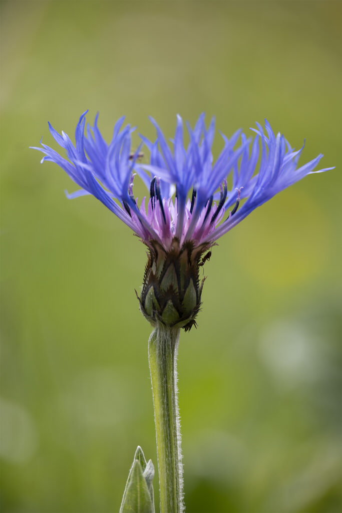 Ascension d'un bleuet