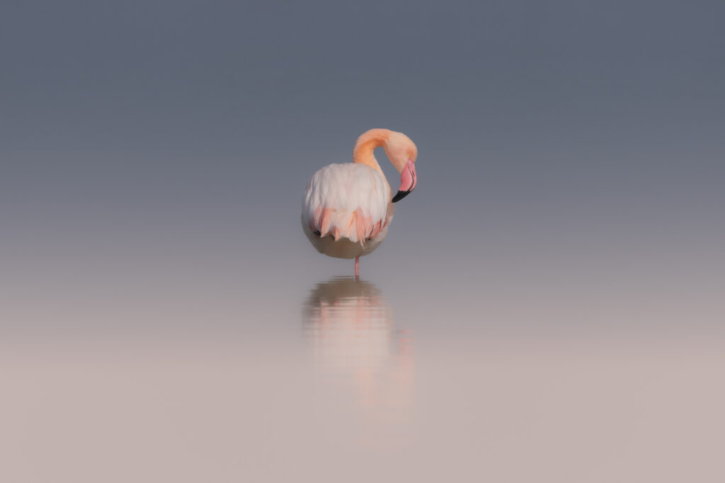 Contemplation