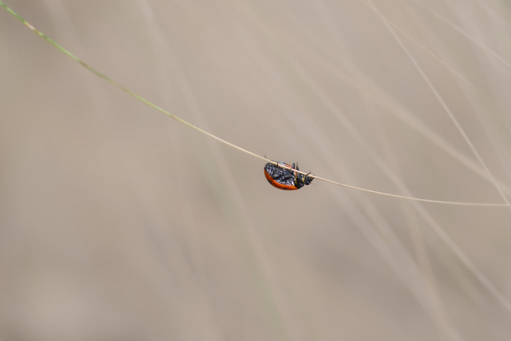 Descente vers le bonheur