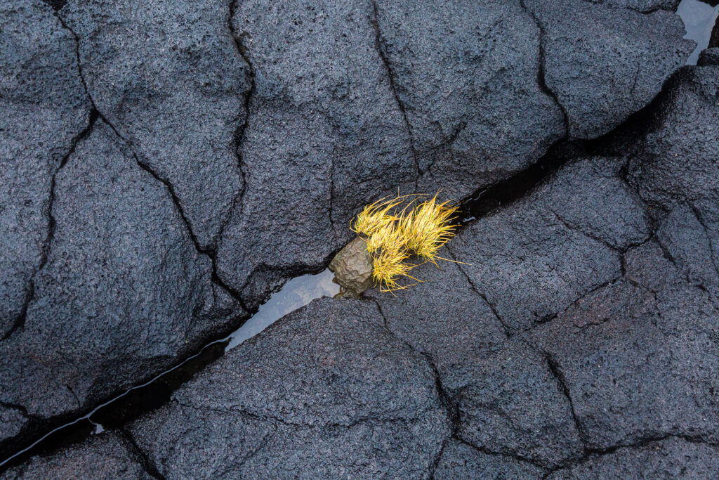 Fleur de lave