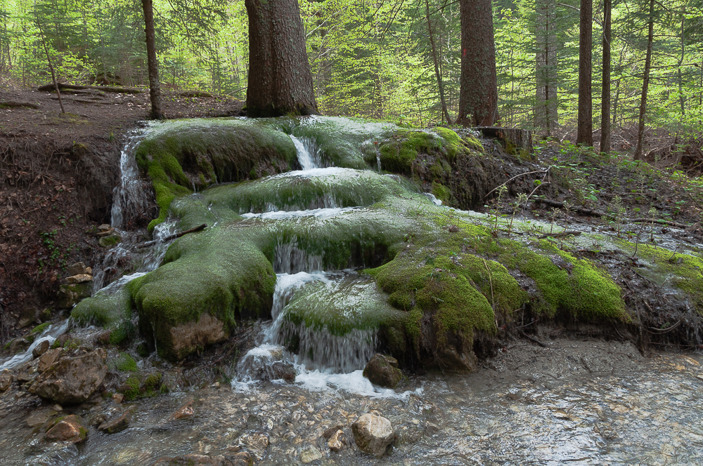 lA FONTAINE DE MOUSSE