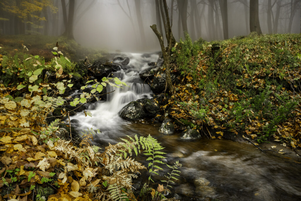 Journée d'automne mausade