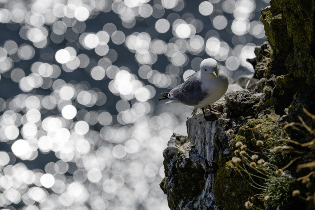 Les diamants de l'océan