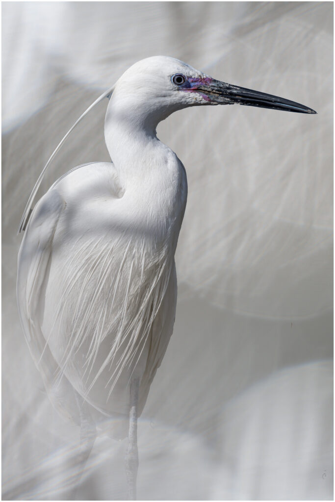 Aigrette garzette