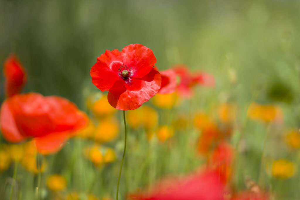 coquelicot