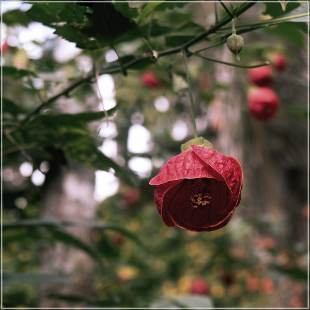 Abutilon, lanterne chinoise