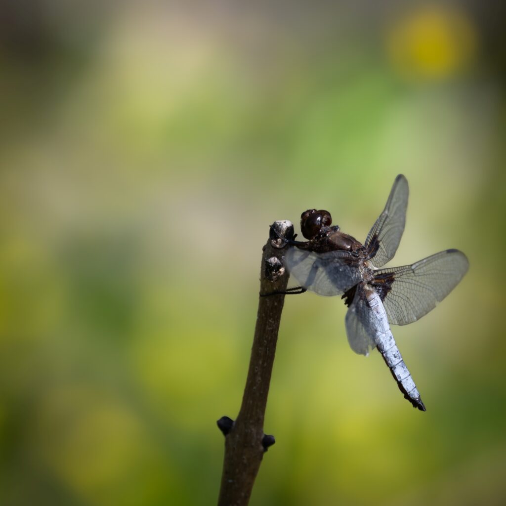La libellule déprimée