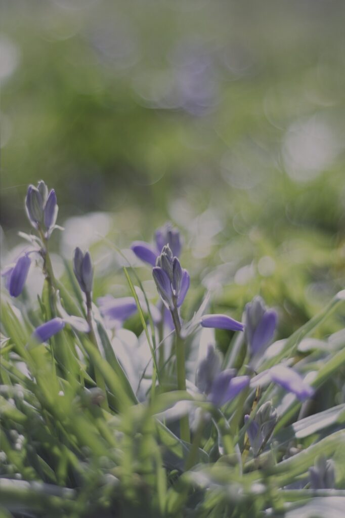 Hyacinthe au petit matin