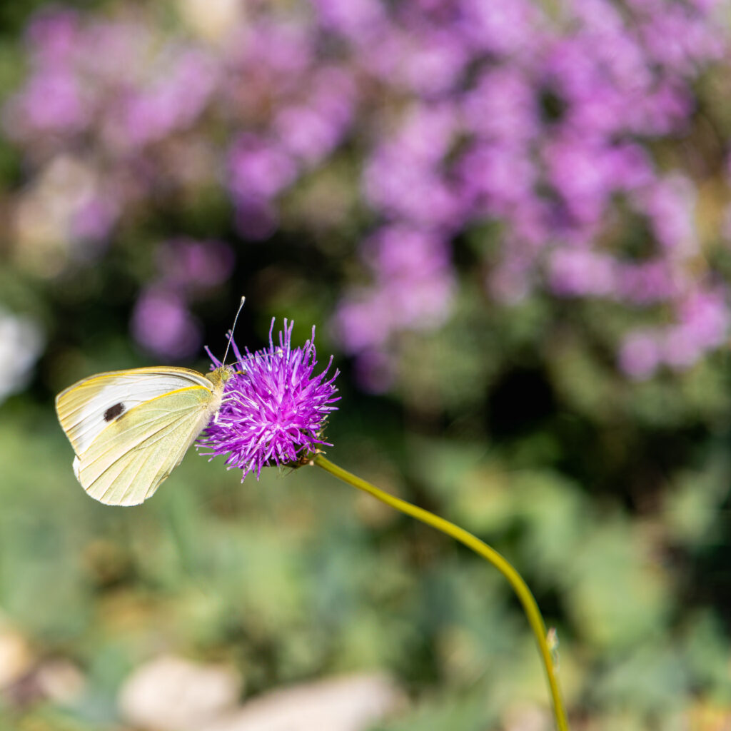 Papillon sur un chardon...