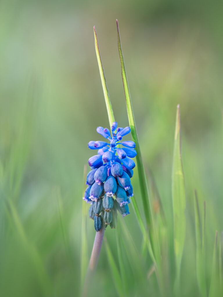 Une touche de bleu dans un velour de vert