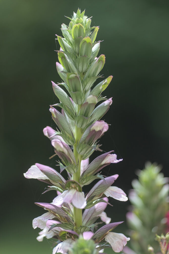 La victoire triomphante
