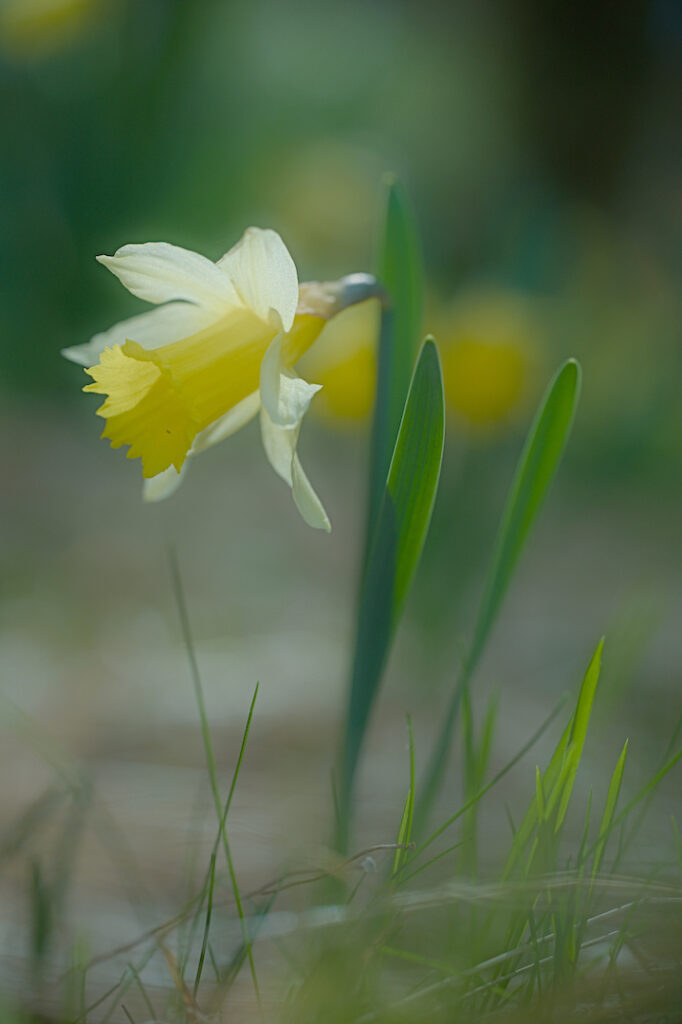 Jonquille en sous-bois