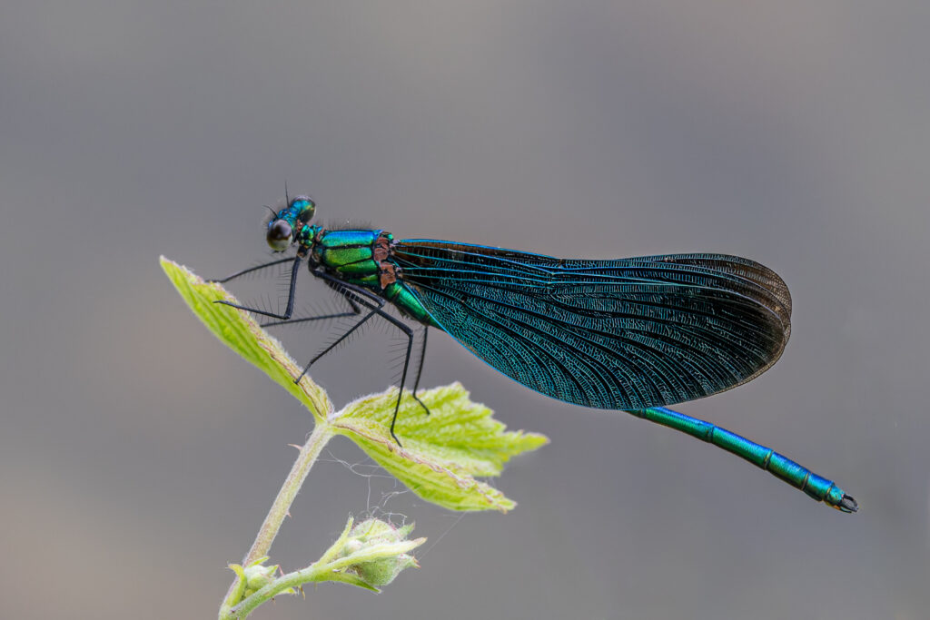 Mâles de Calopteryx virgo