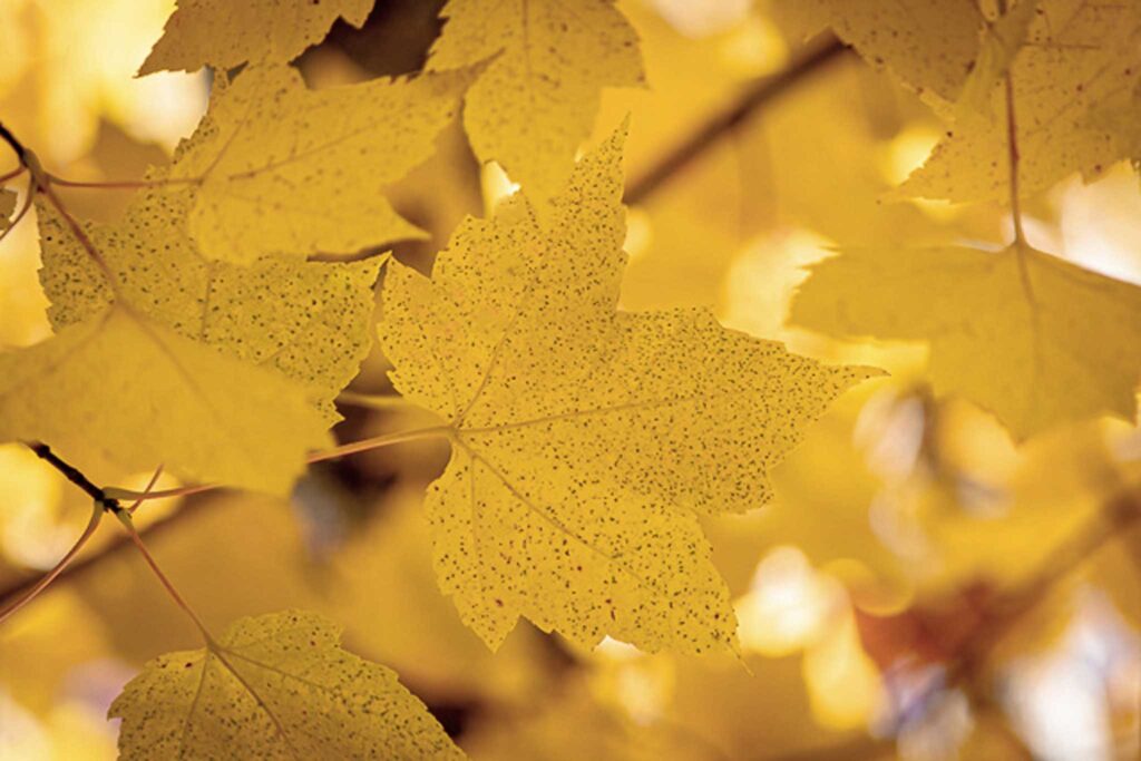 feuilles d'automne