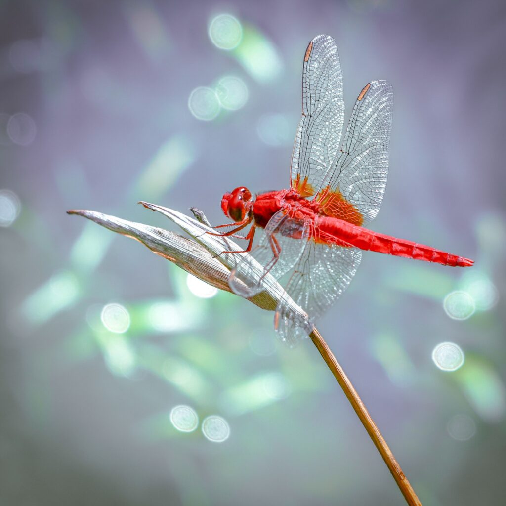 Libellule rouge