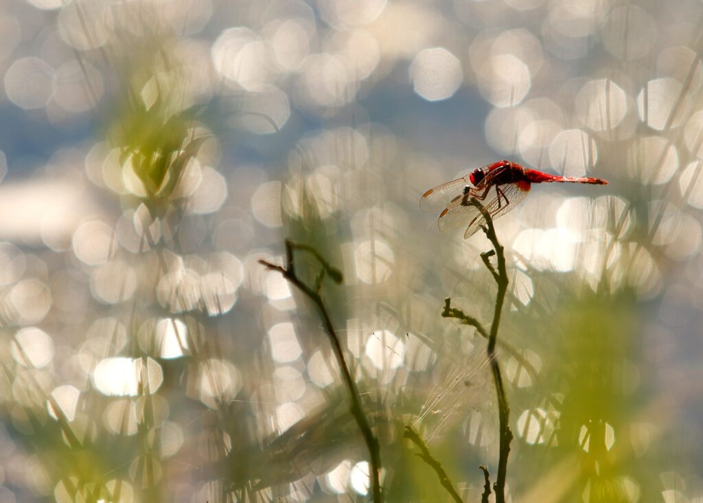 En Equilibre sur ma branche
