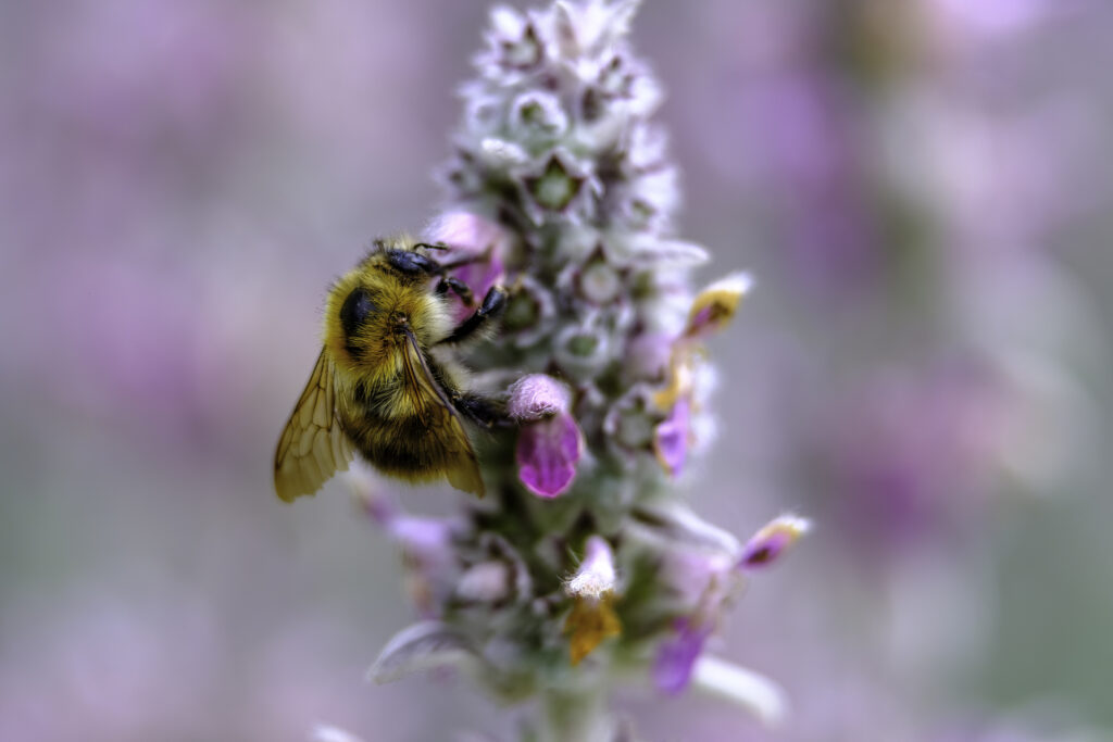 Le bokeh et l'abeille