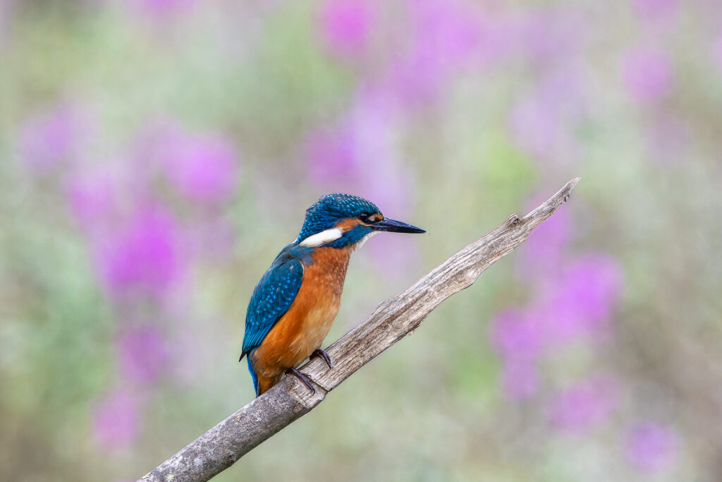 Au mileu des salicaires.