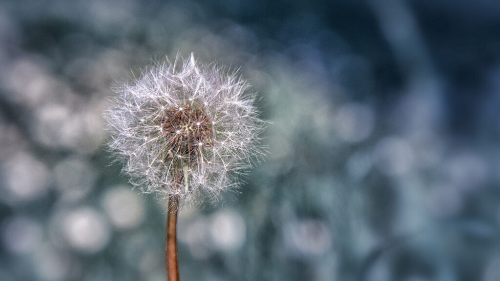 Aux pays des pissenlits