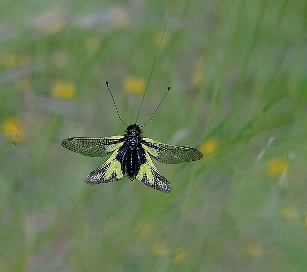 ASCALAPHE EN VOL STATIONNAIRE
