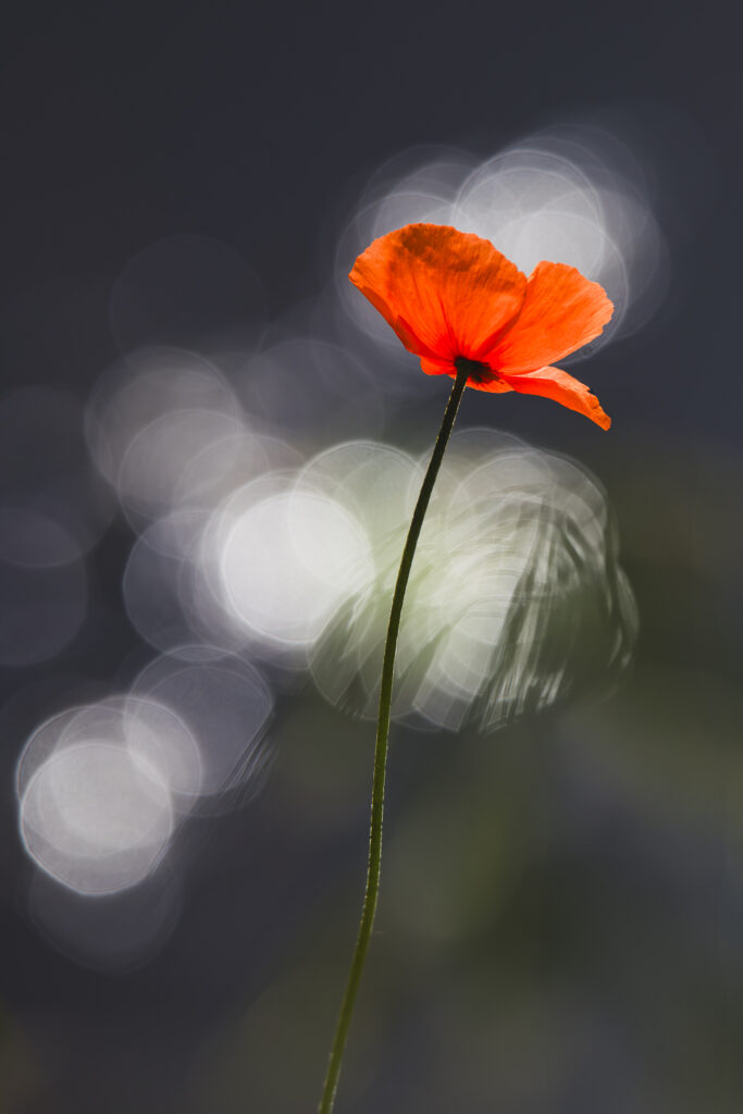 Gentil coquelicot