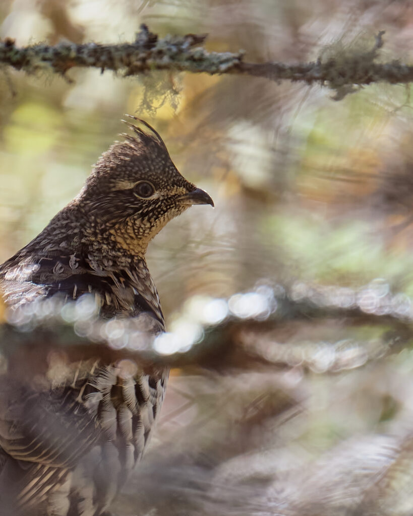 rencontre au parc forillon