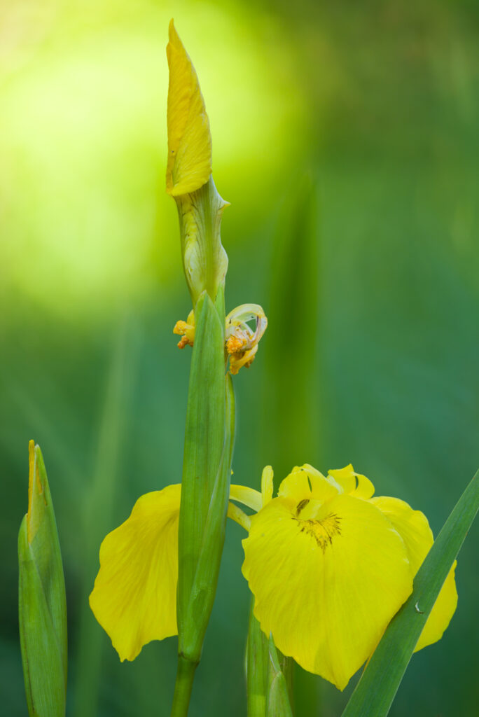 Le murmure du lys doré