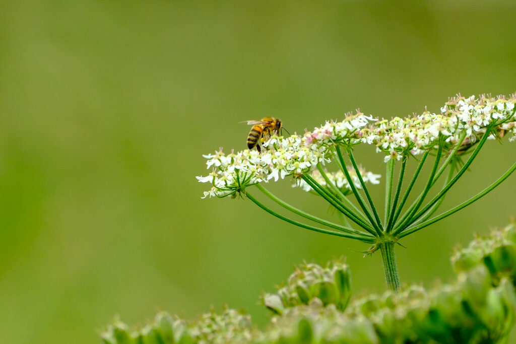 abeille aux fleurs