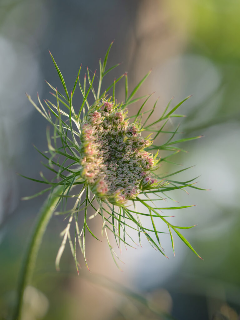 Danse silencieuse des couleurs