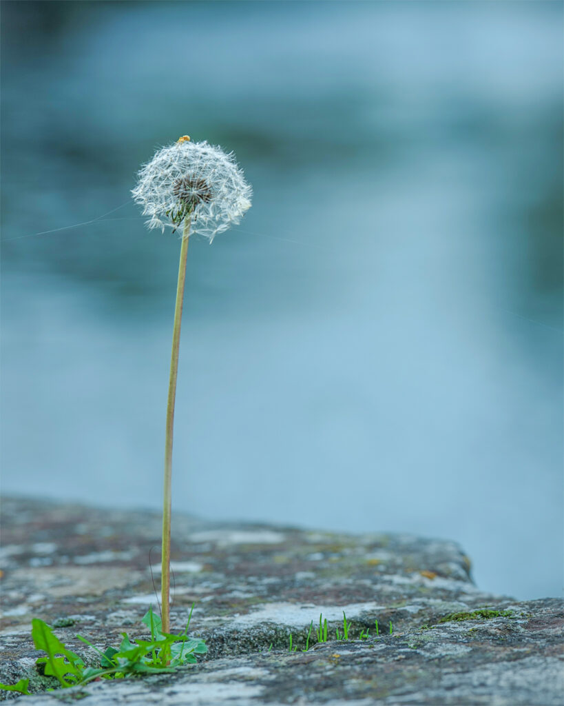 Le Taraxacum kok-saghyz