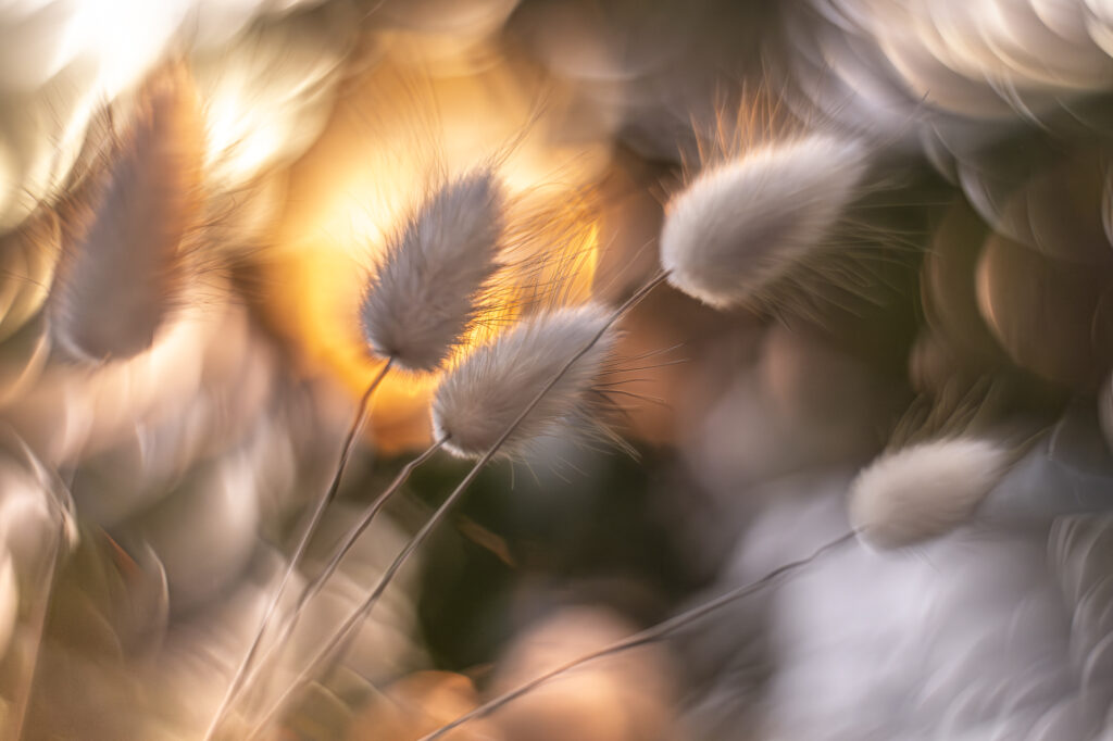 Coucher de soleil sur la dune