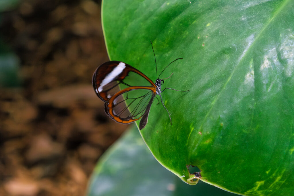 Papillon transparent