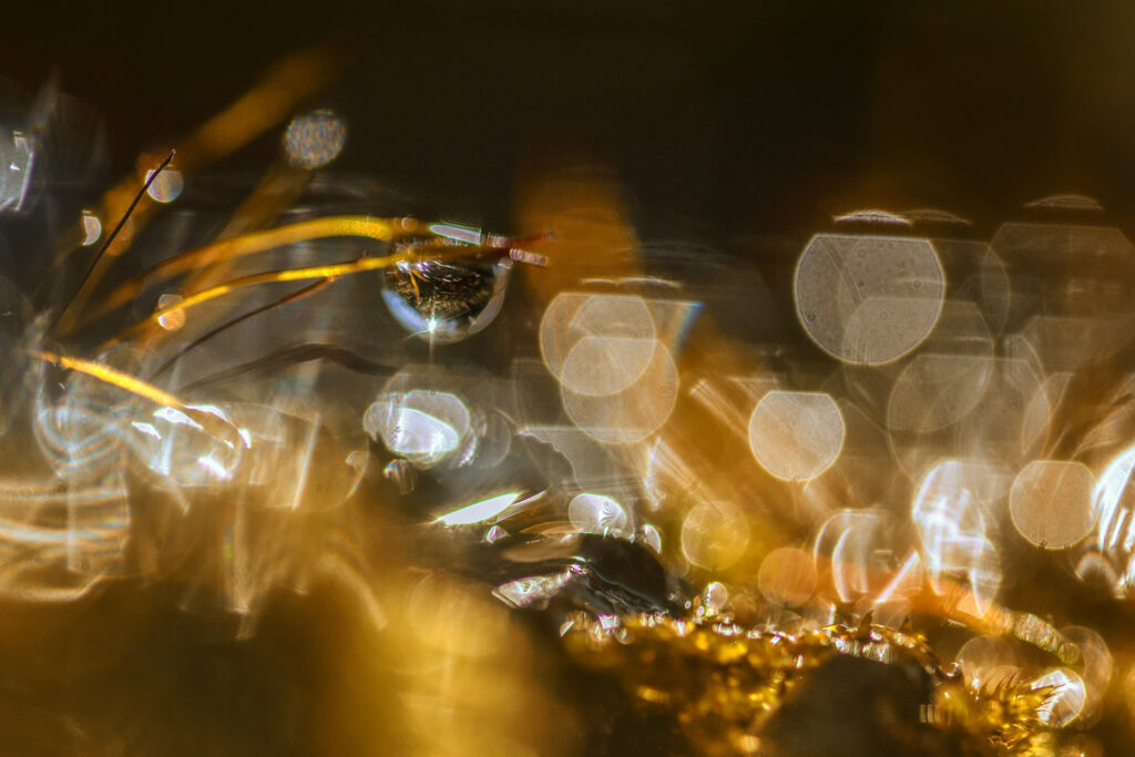 Eclosion de Lumière