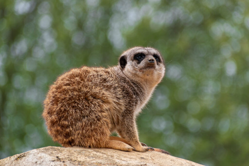 Suricate