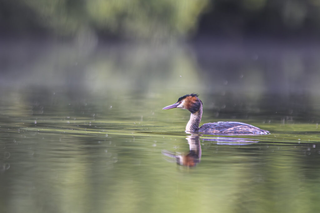 Grêbe huppé sur un étang