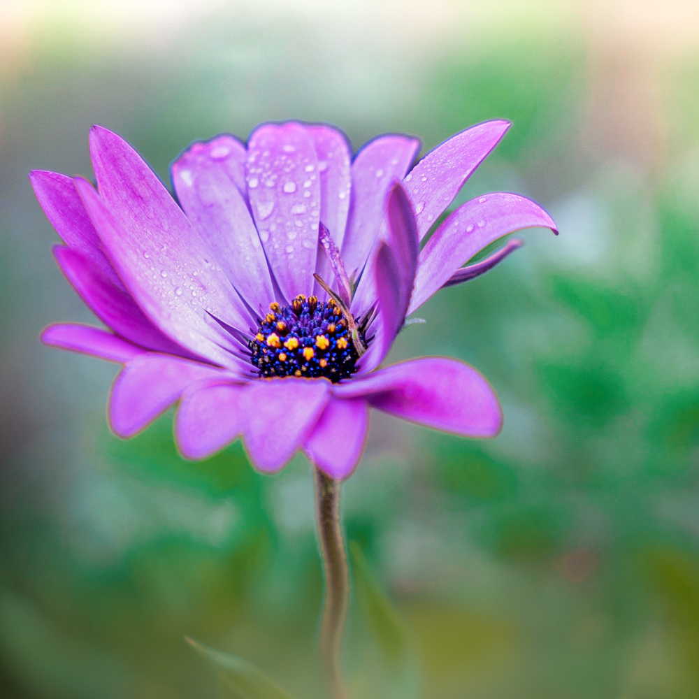 Petite fleur de mon jardin