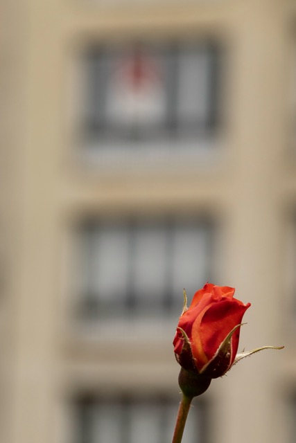 une rose dans la ville