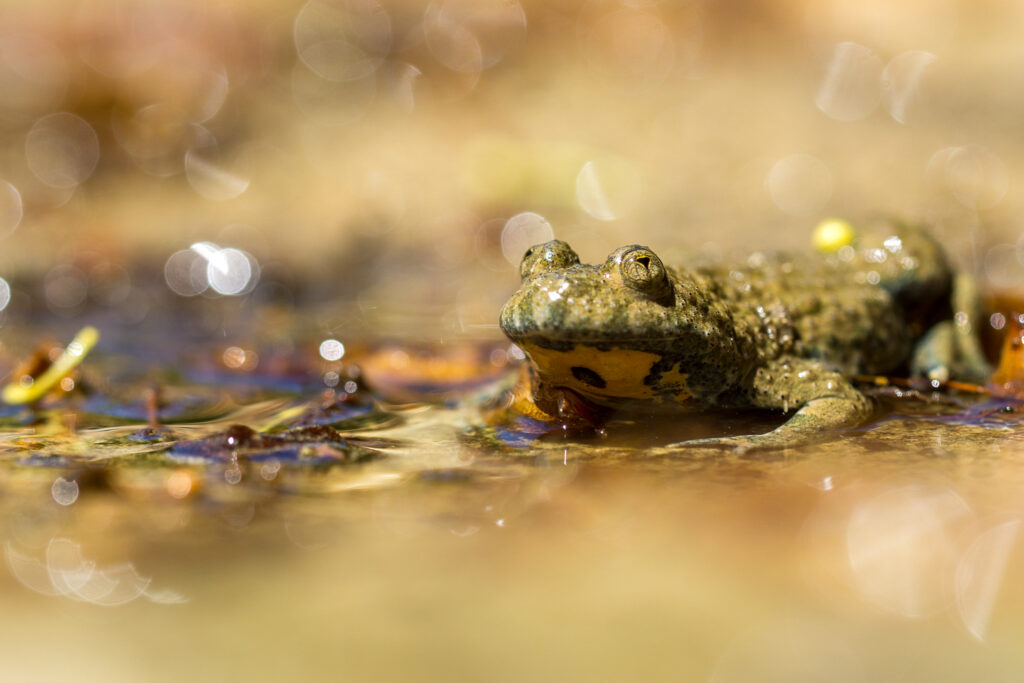 Sonneur à ventre jaune